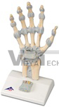 Hand Skeleton Model with Ligaments and carpal tunnel